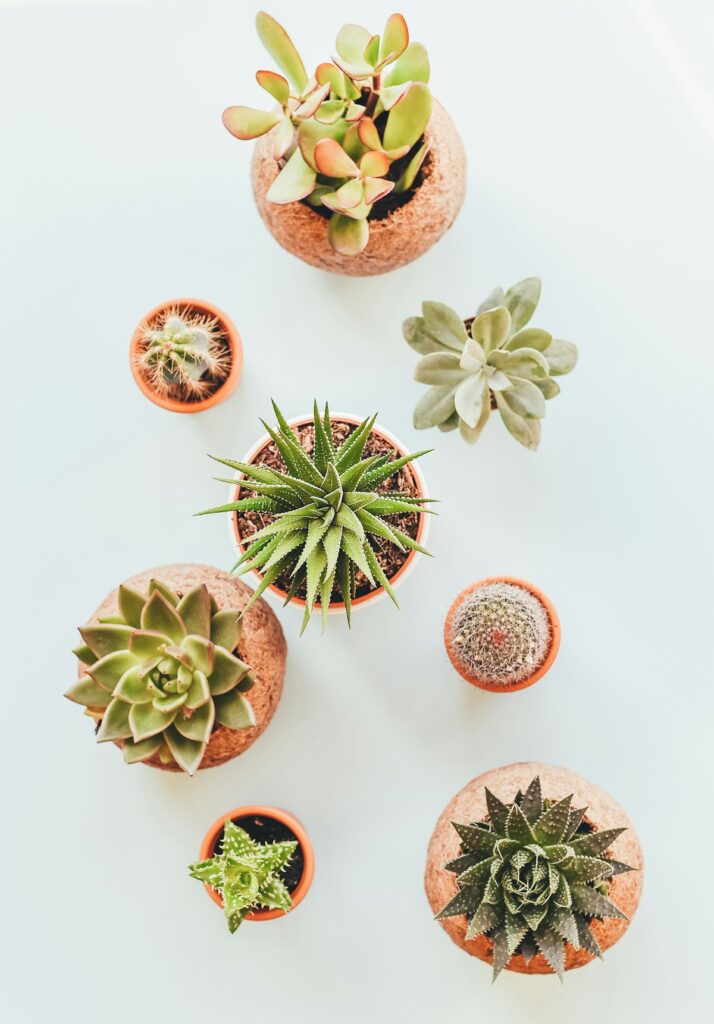 como cuidar de suculentas - imagem destacada de jardinagem