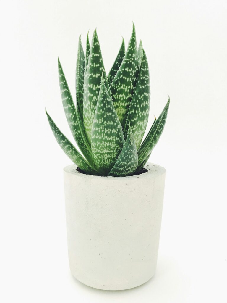 jardinagem em apartamentos pequenos - imagem destacada de jardinagem