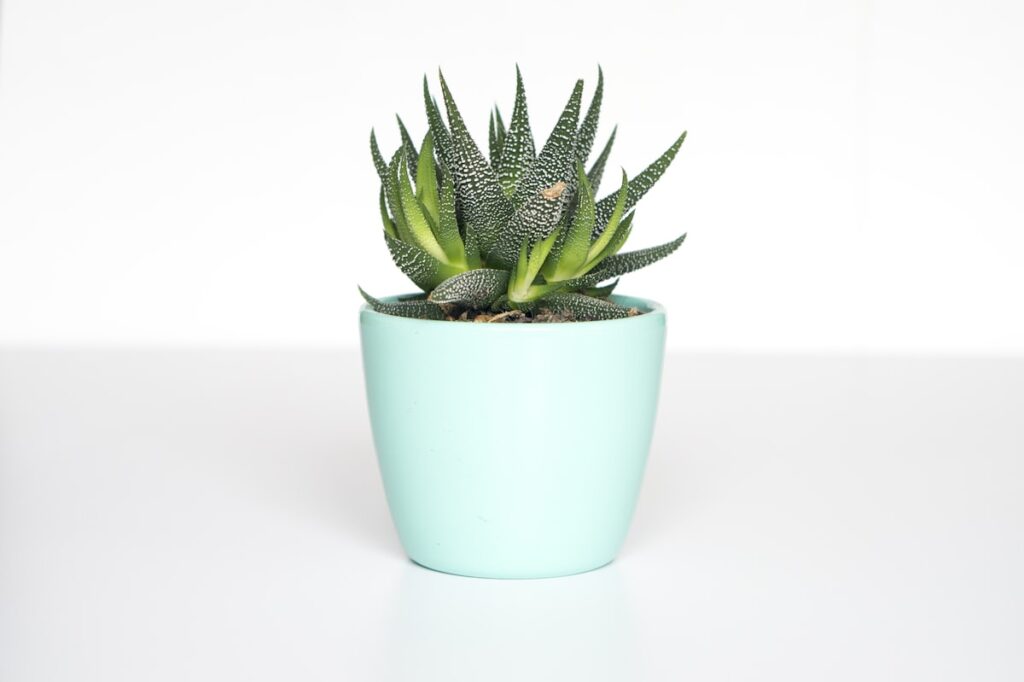 plantas para iniciantes - imagem destacada de jardinagem