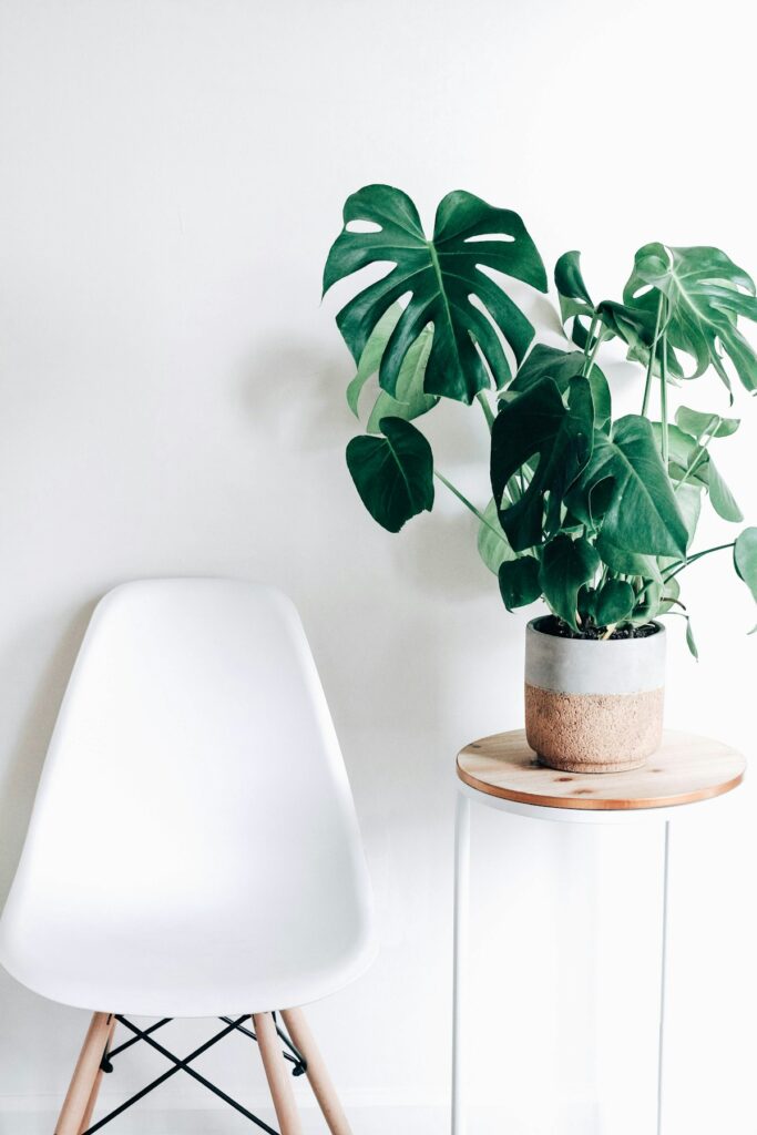 plantas que melhoram a qualidade do ar - imagem destacada de jardinagem
